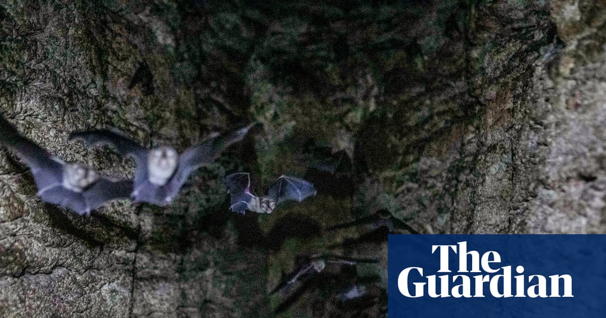 'Guano is more than just poop': Scientists uncover the secrets of Gorongosa Park's bat poop