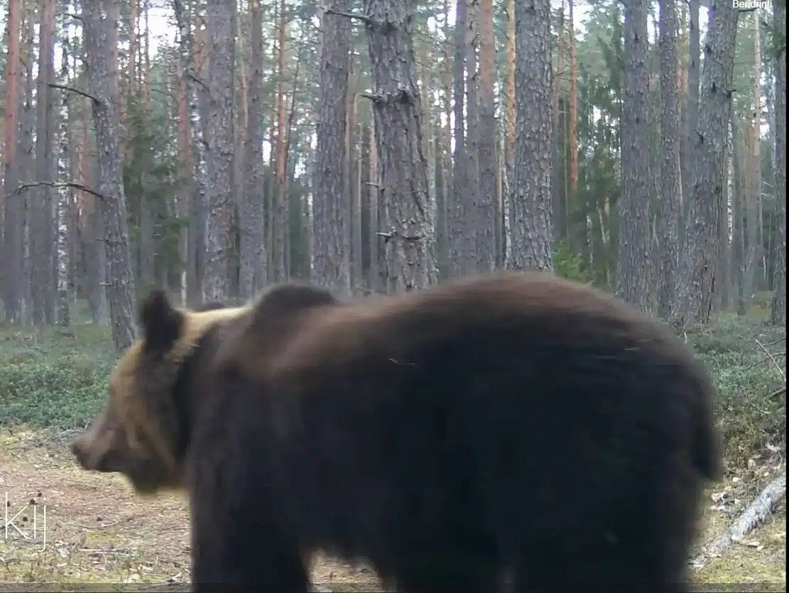 The Bear Sharchininkai District
