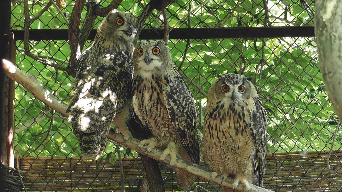 eagle owl trio