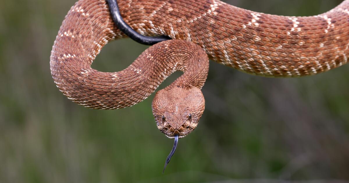 It's not your imagination. It's strange rattlesnake season. what's happening here