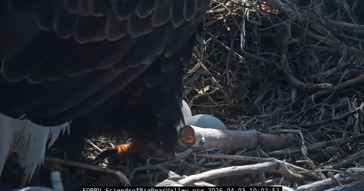 Jackie and Shadow's nest eggs show signs of hatching