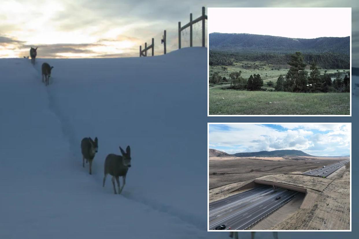 Image collage containing three images. Image 1 shows a herd of five deer in the snow near the fence. Image 2 shows beautiful land and trees with mountains in the background. Image 3 shows a six-lane highway with a huge overpass that animals use to get to the other side without getting stuck in traffic.
