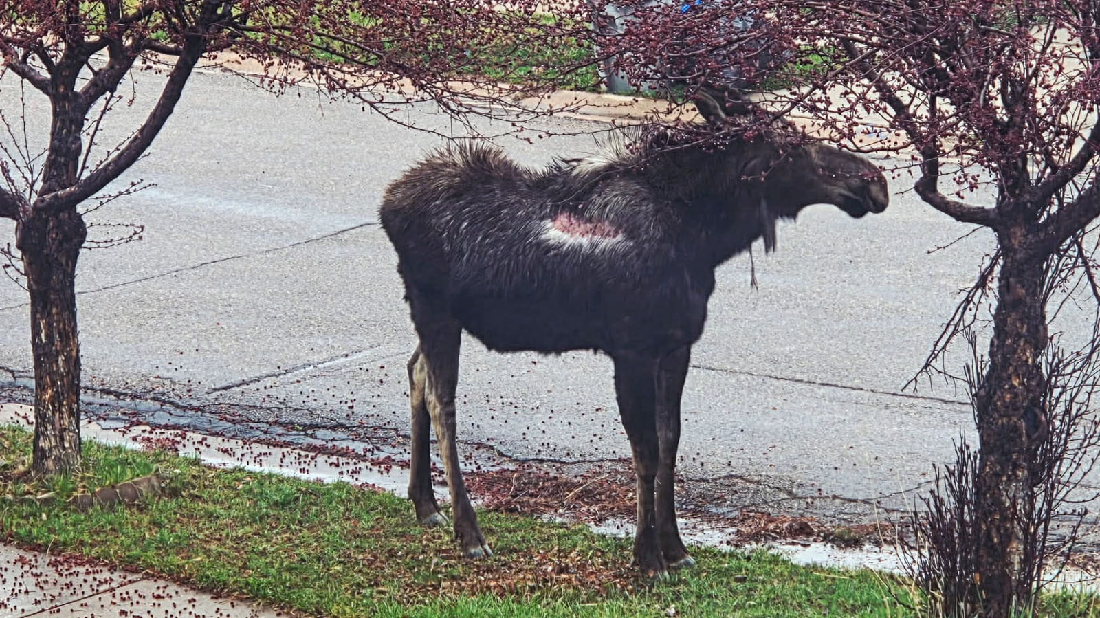 Big Betty, a moose near Evanston, appeared on April 1st. Although it may look depressing because of the large, dry area of ​​exposed skin on its flanks, Wyoming Game and Fish officials saw nothing to indicate that the moose was sick, injured, or dying.