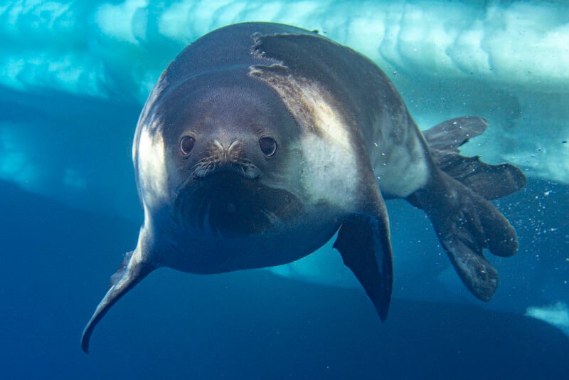 Close-up underwater photo of a seal swimming near an ice shelf. The face and one flipper are clearly visible, with blue water and ice in the background.