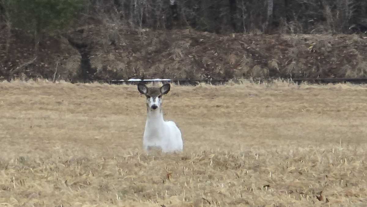 Rare red deer spotted in southern Maine