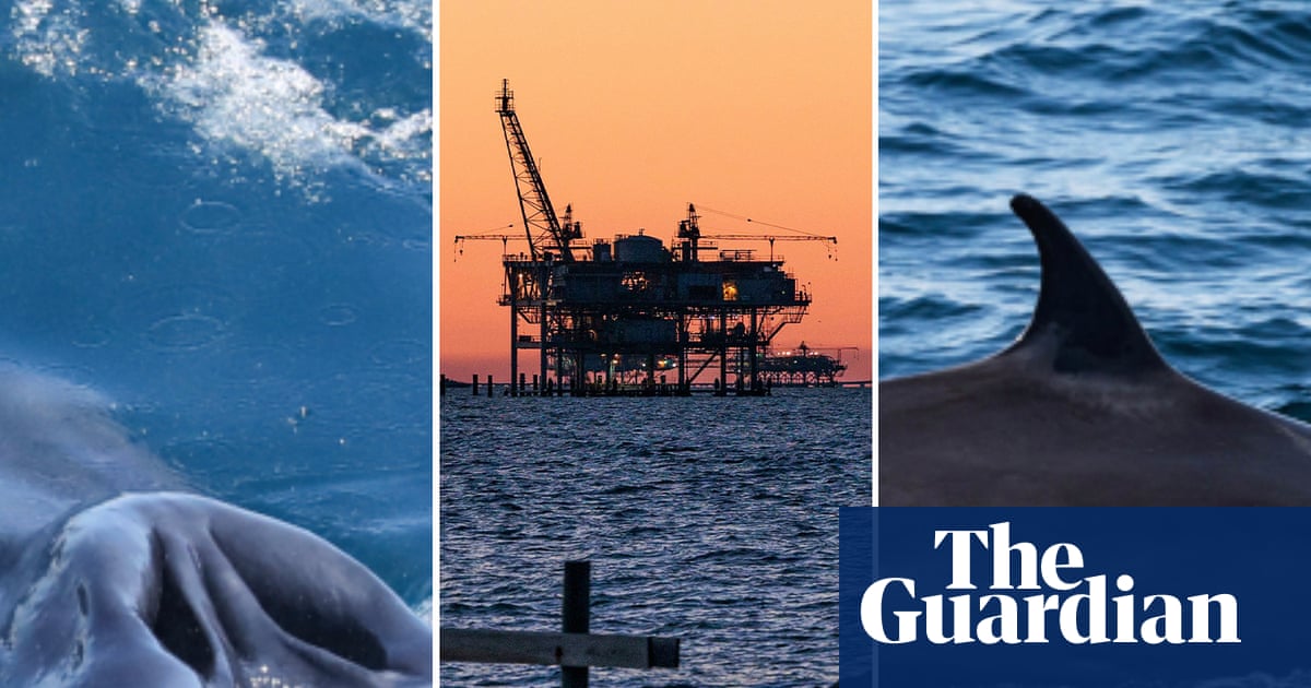 Rice whales are older than modern humans. Now Trump may exterminate them