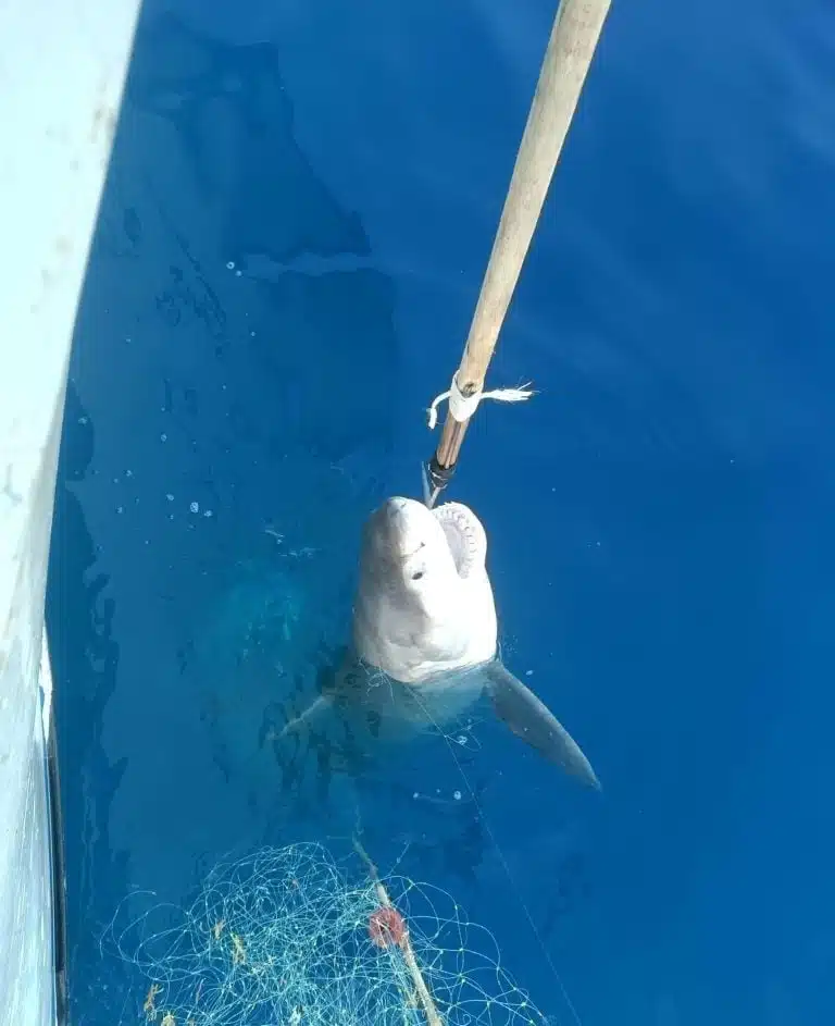 Baby great white shark caught in the Mediterranean Sea