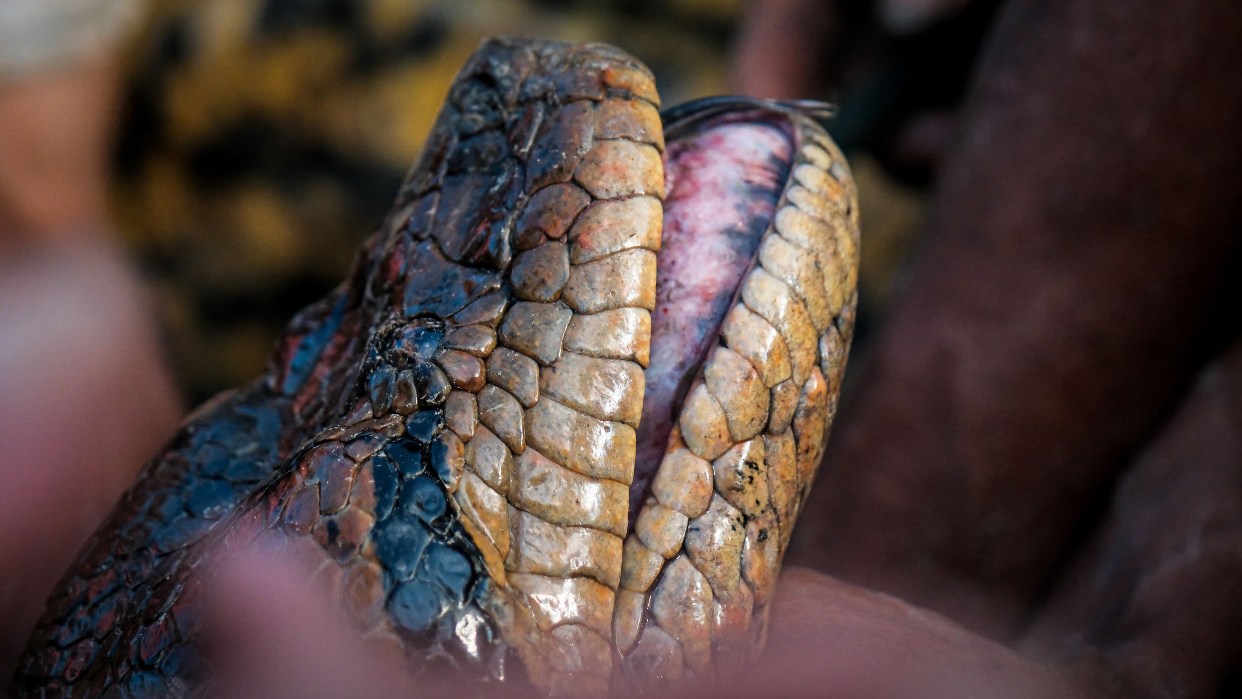 An enlarged photo of a snake's head with its mouth slightly open.
