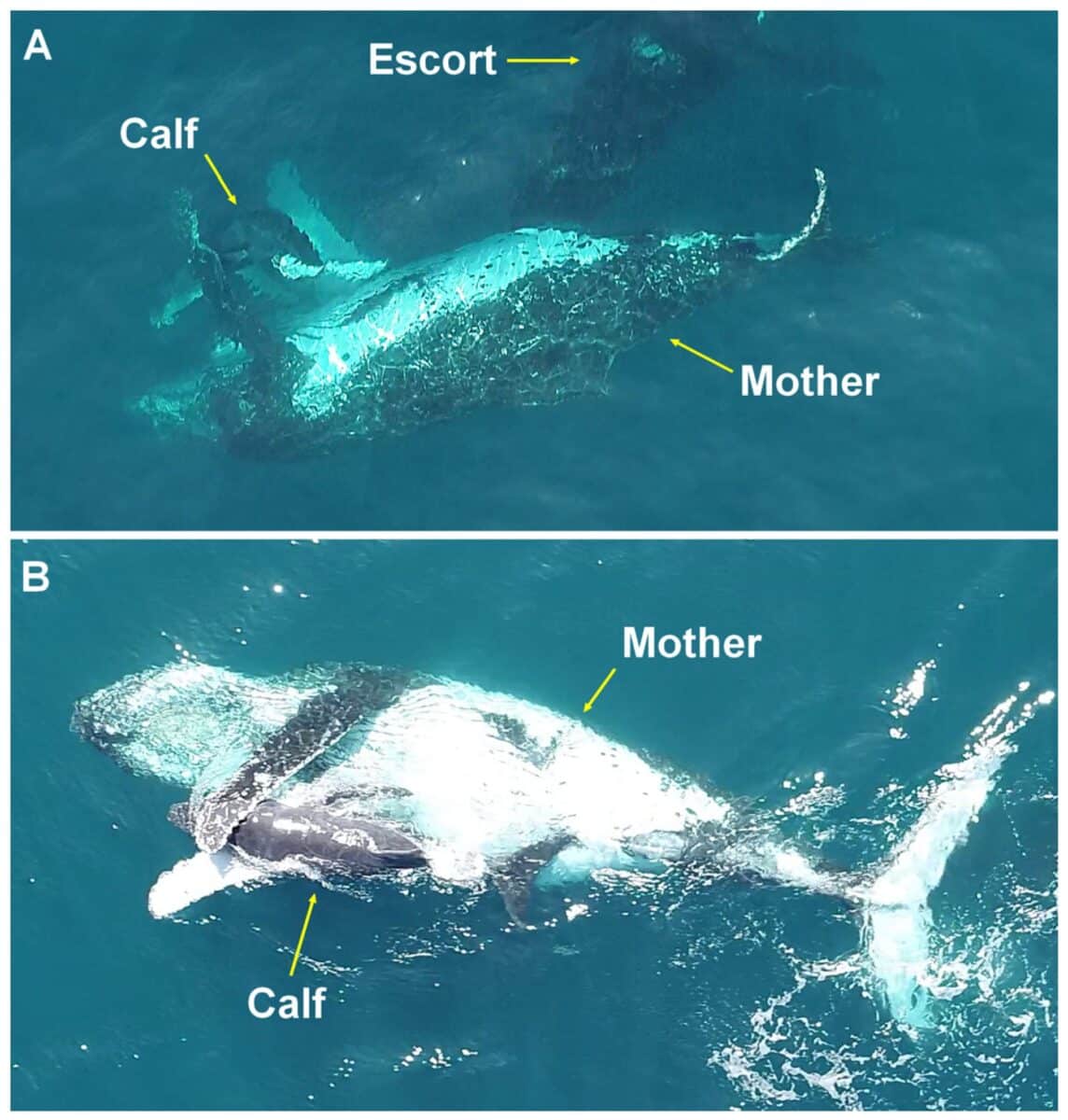 Protective behavior of calves towards escorts in competitive groups of Abrolhos Bank, Brazil.