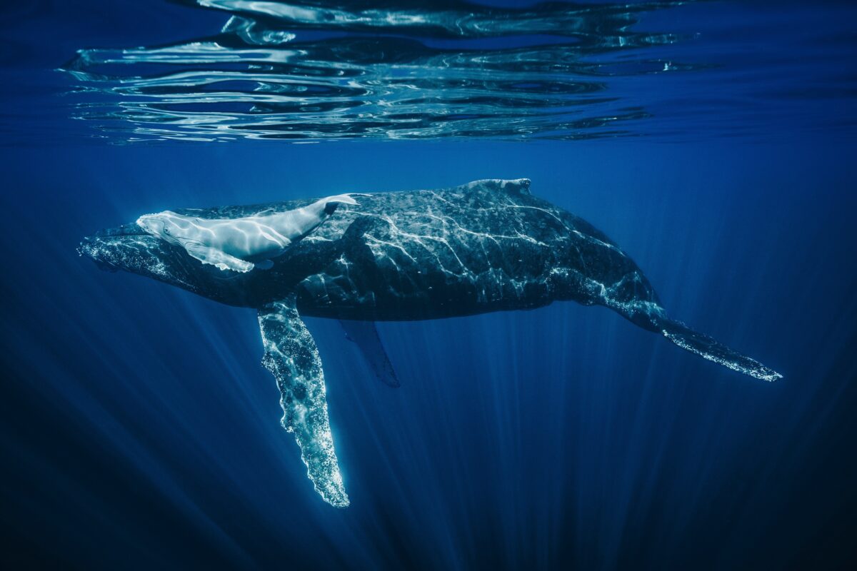 Newborn humpback whale and its mother
