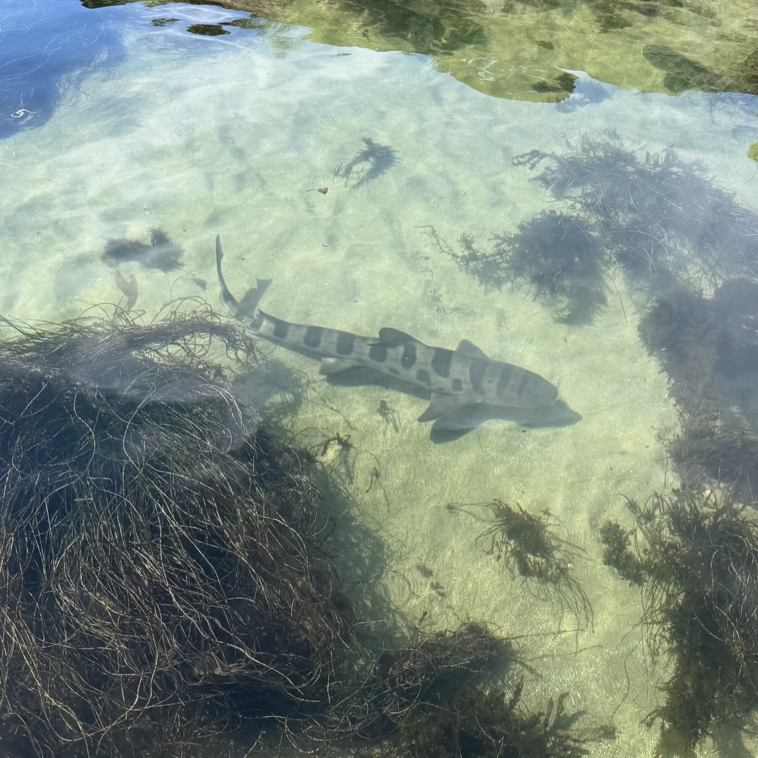 A young leopard shark swims in the shallow waters offshore.