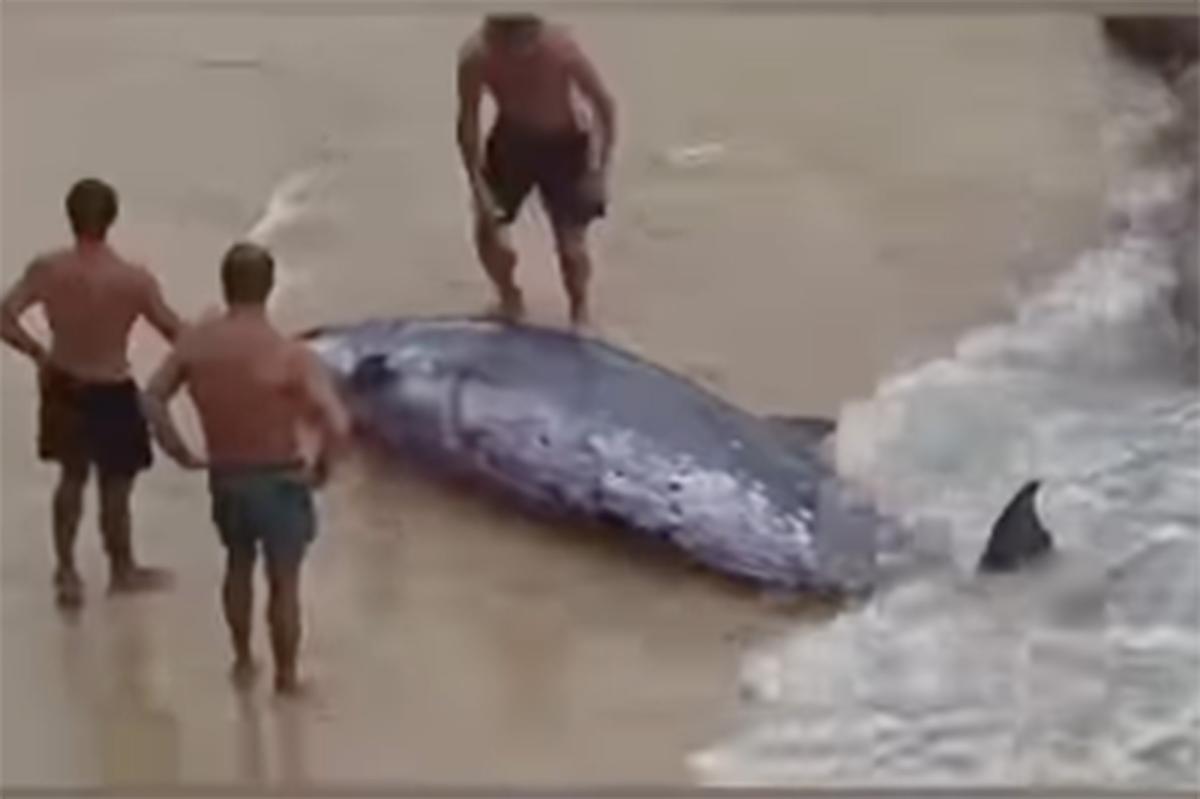 Shocking video of beachgoers pushing injured whale back into the ocean