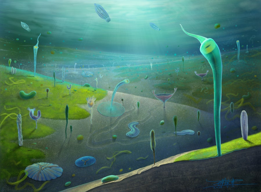 Flat, insect-like creatures live on the ocean floor.