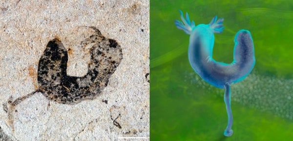 finger-like creature with tentacles