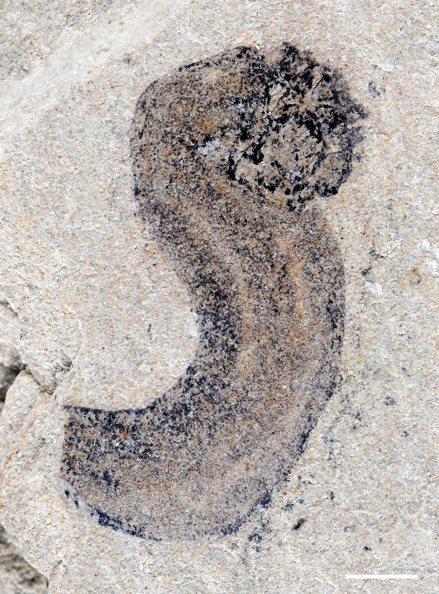 A sausage-shaped fossil.