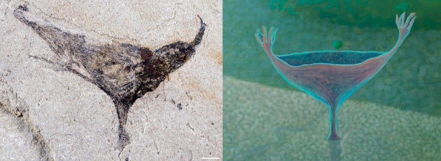 Fossil of a fan-shaped animal with tentacles