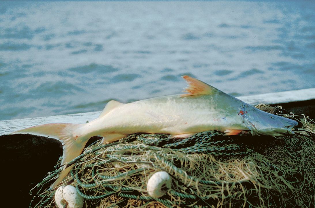 The dorado, or golden catfish, is named for its silver and gold scaleless skin.