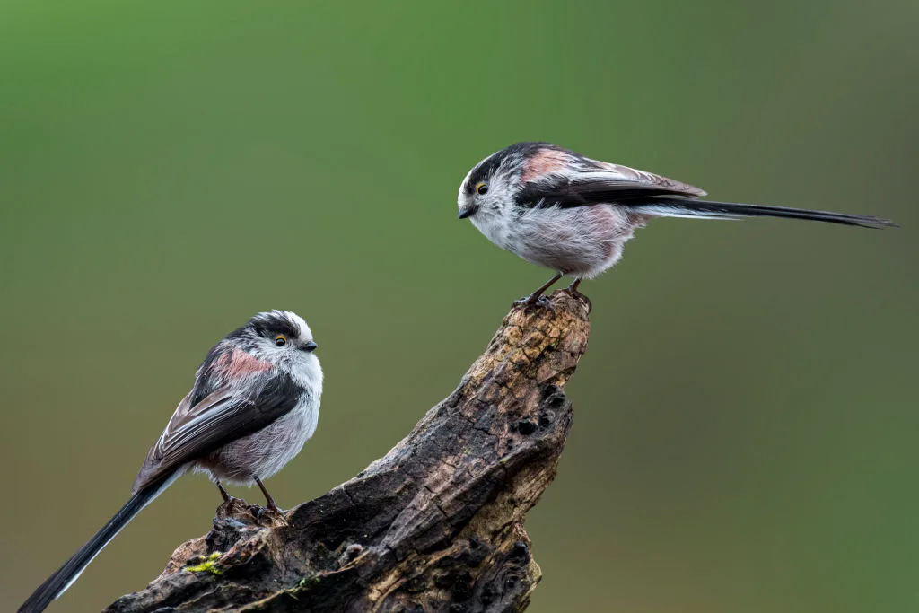“They were inseparable and shared every moment, just like a human couple in the midst of passion.” 7 of the most romantic and beloved animals on Earth | Discover wildlife