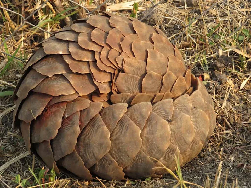This is a pangolin in a defensive posture.