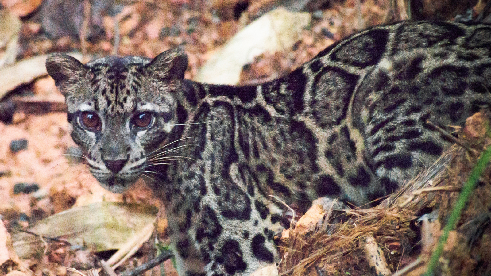 Beautiful Sundaun Leopard (Neofelis diardi) in Deramakot Forest Reserve, Sabah, Borneo, Malaysia.