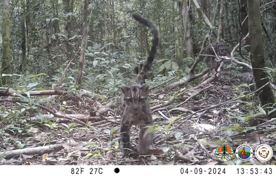 A family of Bornean clouded leopards was discovered around Tanjung Puting National Park in April 2024.