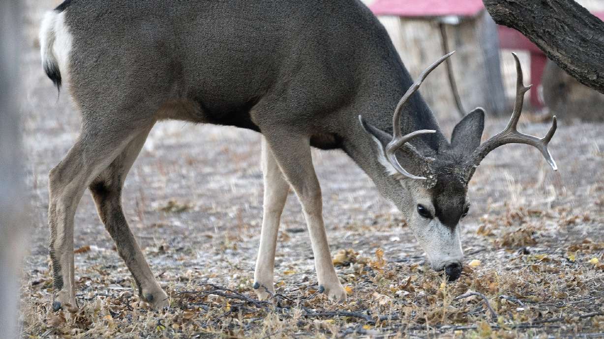 Utah calls for 8% increase in major hunts as deer population begins to recover