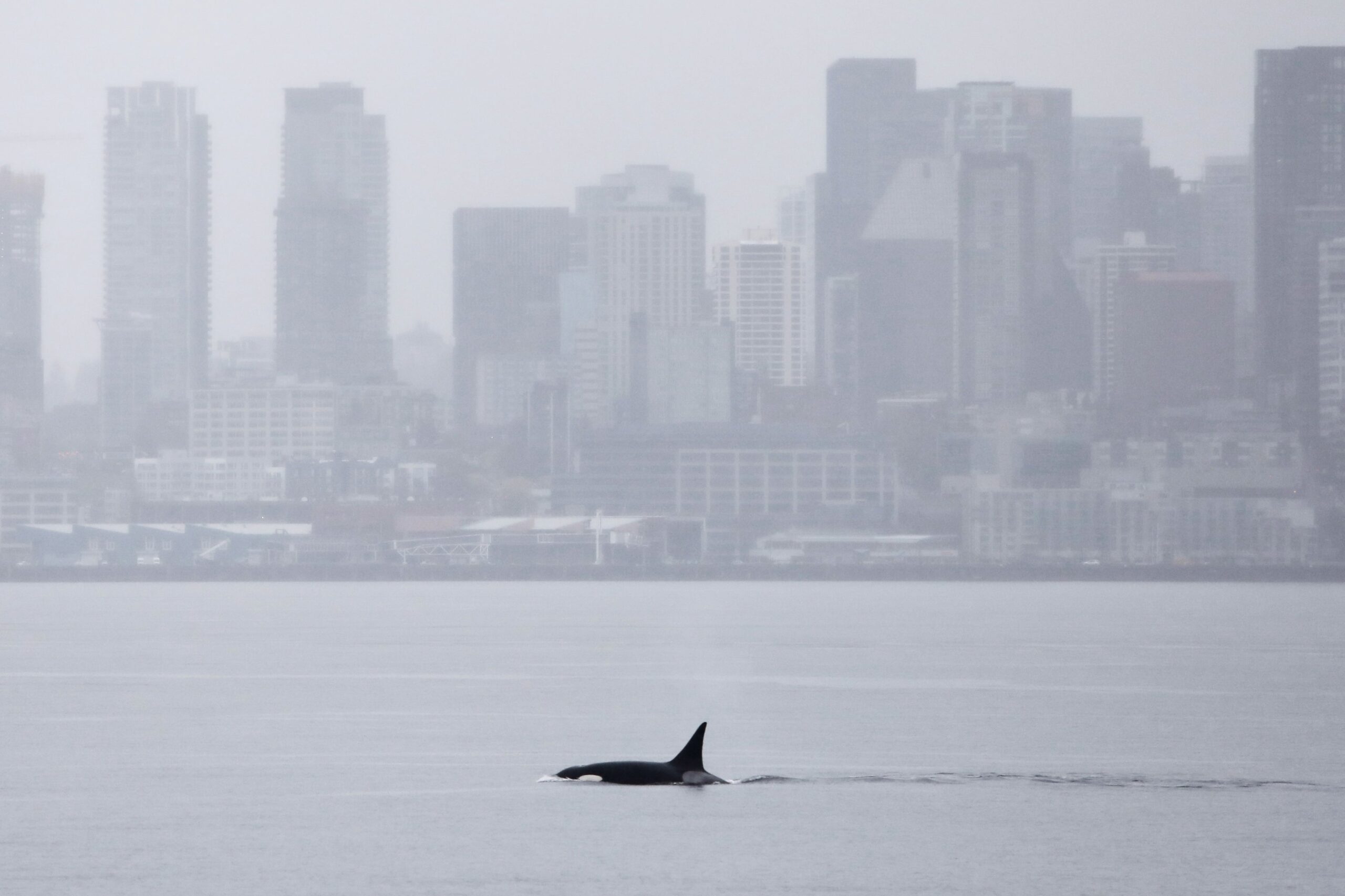 Killer whales swim in Elliott Bay in front of the downtown Seattle skyline on Wednesday, April 1, 2026. The killer whales are part of a pod that had not been recorded by researchers in the region until last month, when three whales appeared off the coast of British Columbia and Washington state. (AP Photo/Manuel Valdez)